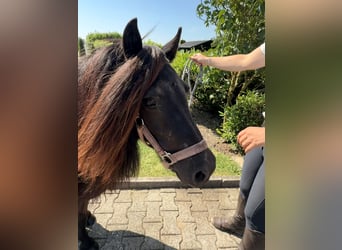 Poneys Shetland, Jument, 12 Ans