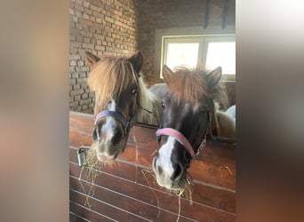 Poneys Shetland Croisé, Jument, 14 Ans, 110 cm, Pinto