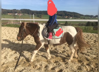 Poneys Shetland Croisé, Jument, 14 Ans, 110 cm, Pinto