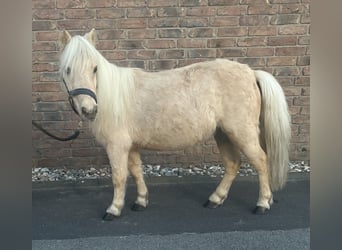 Poneys Shetland, Jument, 14 Ans, 90 cm, Palomino