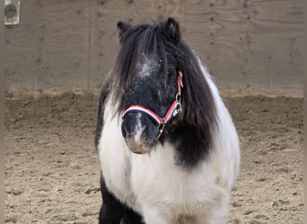 Poneys Shetland, Jument, 15 Ans, 106 cm, Pinto