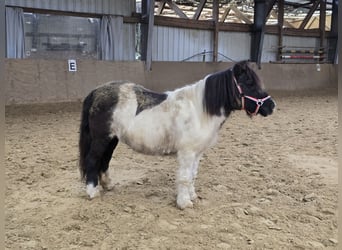 Poneys Shetland, Jument, 15 Ans, 106 cm, Pinto