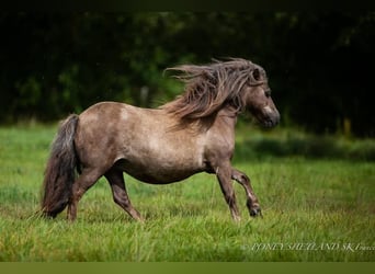 Poneys Shetland, Jument, 16 Ans, 95 cm, Alezan brûlé