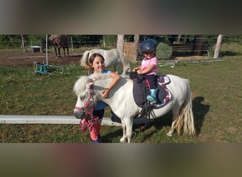 Poneys Shetland, Jument, 17 Ans, 98 cm, Blanc