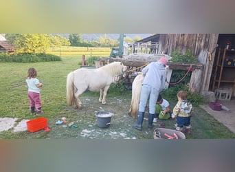 Poneys Shetland, Jument, 17 Ans, 98 cm, Blanc