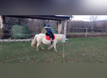 Poneys Shetland, Jument, 17 Ans, 98 cm, Blanc
