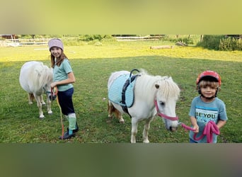 Poneys Shetland, Jument, 17 Ans, 98 cm, Blanc