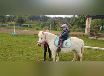 Poneys Shetland, Jument, 17 Ans, 98 cm, Blanc