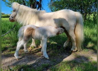 Poneys Shetland, Jument, 18 Ans, Cremello