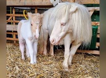 Poneys Shetland, Jument, 18 Ans, Cremello