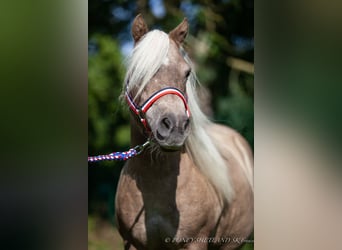 Poneys Shetland, Jument, 19 Ans, 100 cm, Alezan