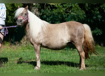 Poneys Shetland, Jument, 19 Ans, 100 cm, Alezan