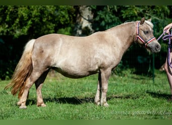 Poneys Shetland, Jument, 19 Ans, 100 cm, Alezan