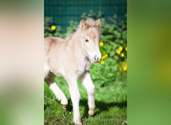 Poneys Shetland, Jument, 1 Année, 100 cm, Alezan