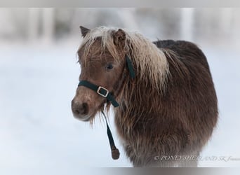 Poneys Shetland, Jument, 1 Année, 100 cm, Alezan