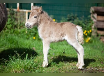 Poneys Shetland, Jument, 1 Année, 100 cm, Alezan