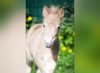 Poneys Shetland, Jument, 1 Année, 100 cm, Alezan