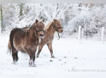 Poneys Shetland, Jument, 1 Année, 100 cm, Alezan