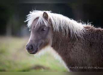 Poneys Shetland, Jument, 1 Année, 100 cm, Alezan