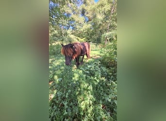 Poneys Shetland, Jument, 1 Année, 103 cm, Noir