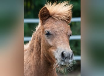 Poneys Shetland, Jument, 1 Année, 80 cm, Alezan