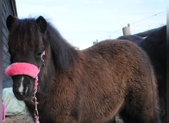 Poneys Shetland, Jument, 1 Année, 90 cm, Noir