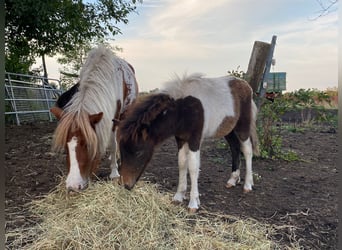 Poneys Shetland, Jument, 1 Année, 90 cm, Pinto