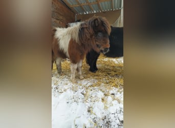 Poneys Shetland, Jument, 1 Année, 90 cm, Pinto