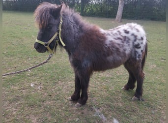 Poneys Shetland, Jument, 1 Année, 95 cm, Léopard