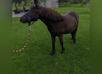 Poneys Shetland, Jument, 1 Année, 97 cm, Bai brun
