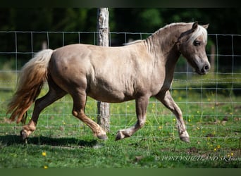 Poneys Shetland, Jument, 20 Ans, 100 cm, Alezan