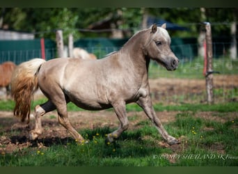 Poneys Shetland, Jument, 20 Ans, 100 cm, Alezan