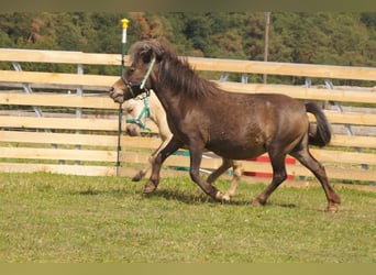 Poneys Shetland, Jument, 23 Ans, 95 cm, Léopard