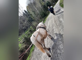 Poneys Shetland, Jument, 26 Ans, 106 cm, Gris