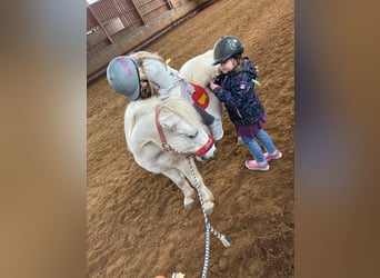 Poneys Shetland, Jument, 26 Ans, 106 cm, Gris