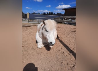 Poneys Shetland, Jument, 26 Ans, 106 cm, Gris