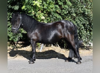 Poneys Shetland, Jument, 2 Ans, 105 cm, Noir