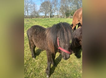 Poneys Shetland, Jument, 2 Ans, 105 cm, Noir