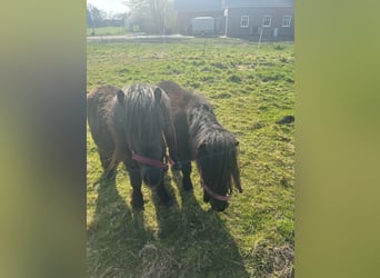 Poneys Shetland, Jument, 2 Ans, 105 cm, Noir