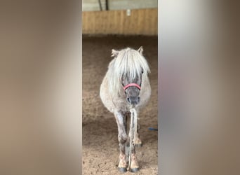 Poneys Shetland Croisé, Jument, 2 Ans, 89 cm
