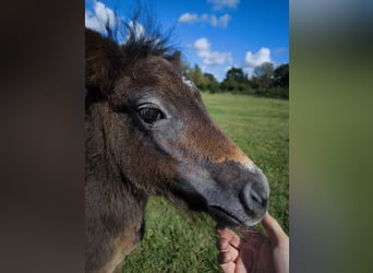 Poneys Shetland, Jument, 3 Ans, 108 cm, Léopard