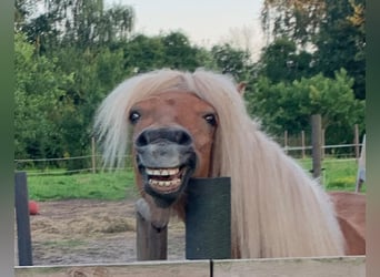 Poneys Shetland, Jument, 3 Ans, 110 cm, Alezan
