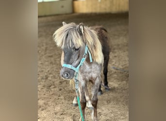 Poneys Shetland Croisé, Jument, 3 Ans, 92 cm