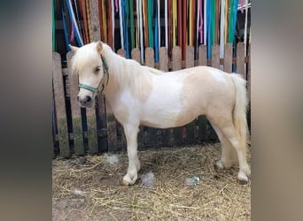 Poneys Shetland, Jument, 3 Ans, 95 cm, Palomino