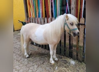 Poneys Shetland, Jument, 3 Ans, 95 cm, Palomino