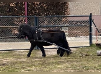 Poneys Shetland, Jument, 4 Ans, 103 cm, Noir