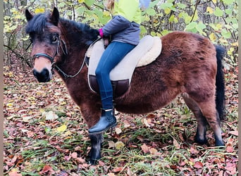 Poneys Shetland, Jument, 4 Ans, 107 cm, Bai