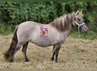 Poneys Shetland, Jument, 4 Ans, 107 cm, Grullo