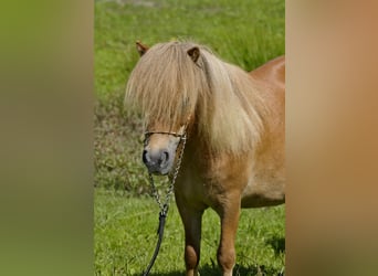 Poneys Shetland, Jument, 4 Ans, 85 cm, Alezan