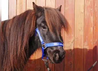 Poneys Shetland, Jument, 4 Ans, 94 cm